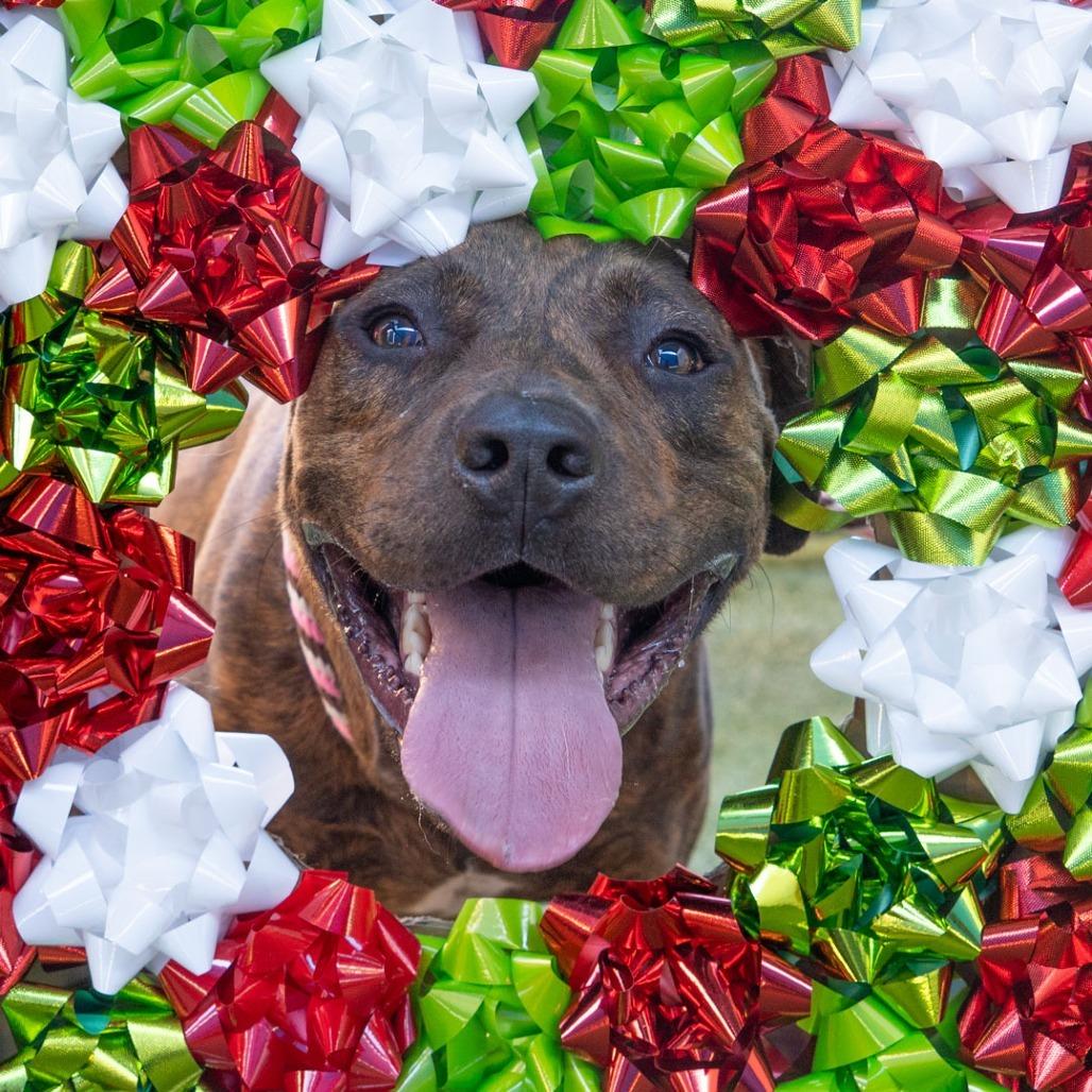 Enlarge Rocket, a Adoptable mixed breed in Hawthorne, CA image 6/6