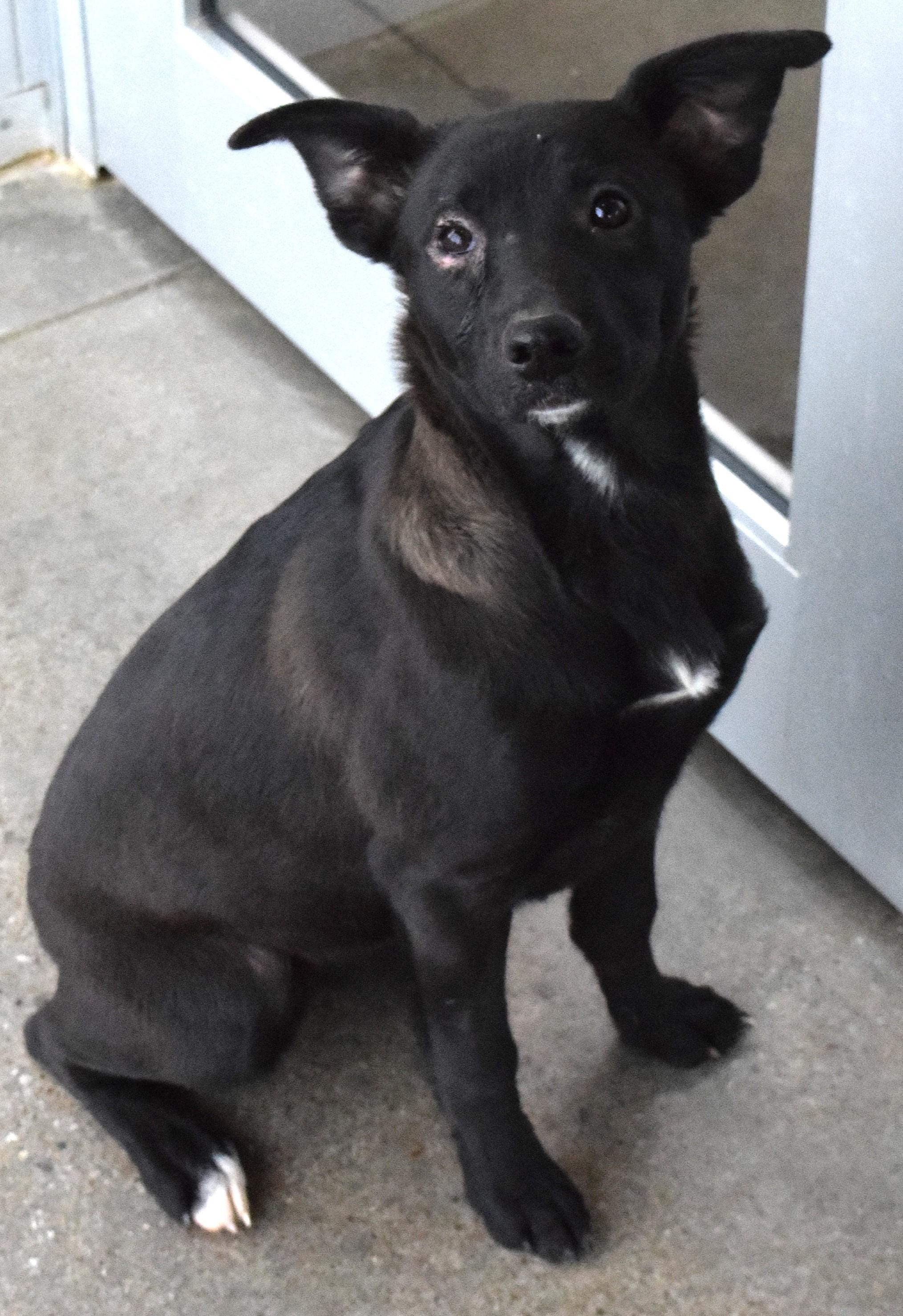 21697 - Adoptable Pet | Petfinder | Petfinder