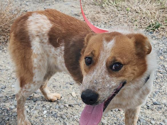 Rusty, an adoptable Australian Cattle Dog / Blue Heeler in Riverton, WY, 82501 | Photo Image 1