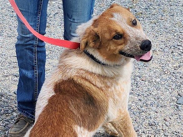 Rusty, an adoptable Australian Cattle Dog / Blue Heeler in Riverton, WY, 82501 | Photo Image 3