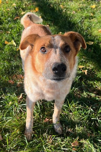 Rusty, an adoptable Australian Cattle Dog / Blue Heeler in Riverton, WY, 82501 | Photo Image 5