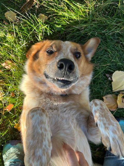 Rusty, an adoptable Australian Cattle Dog / Blue Heeler in Riverton, WY, 82501 | Photo Image 3
