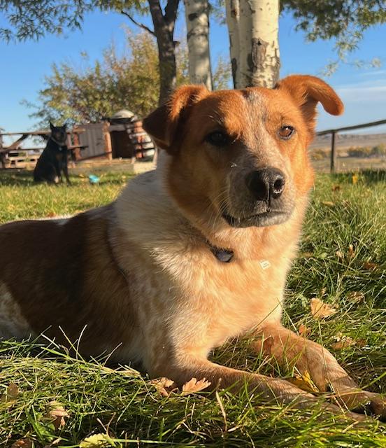 Rusty, an adoptable Australian Cattle Dog / Blue Heeler in Riverton, WY, 82501 | Photo Image 2