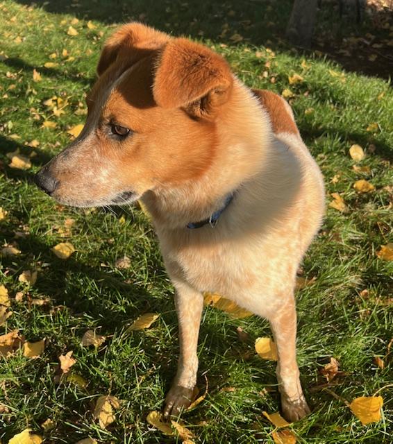 Rusty, an adoptable Australian Cattle Dog / Blue Heeler in Riverton, WY, 82501 | Photo Image 4
