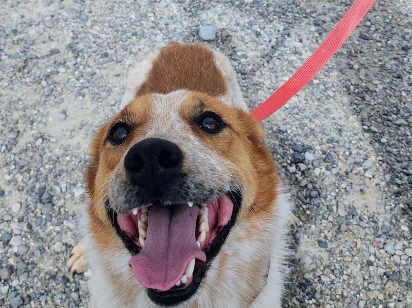 Rusty, an adoptable Australian Cattle Dog / Blue Heeler in Riverton, WY, 82501 | Photo Image 1