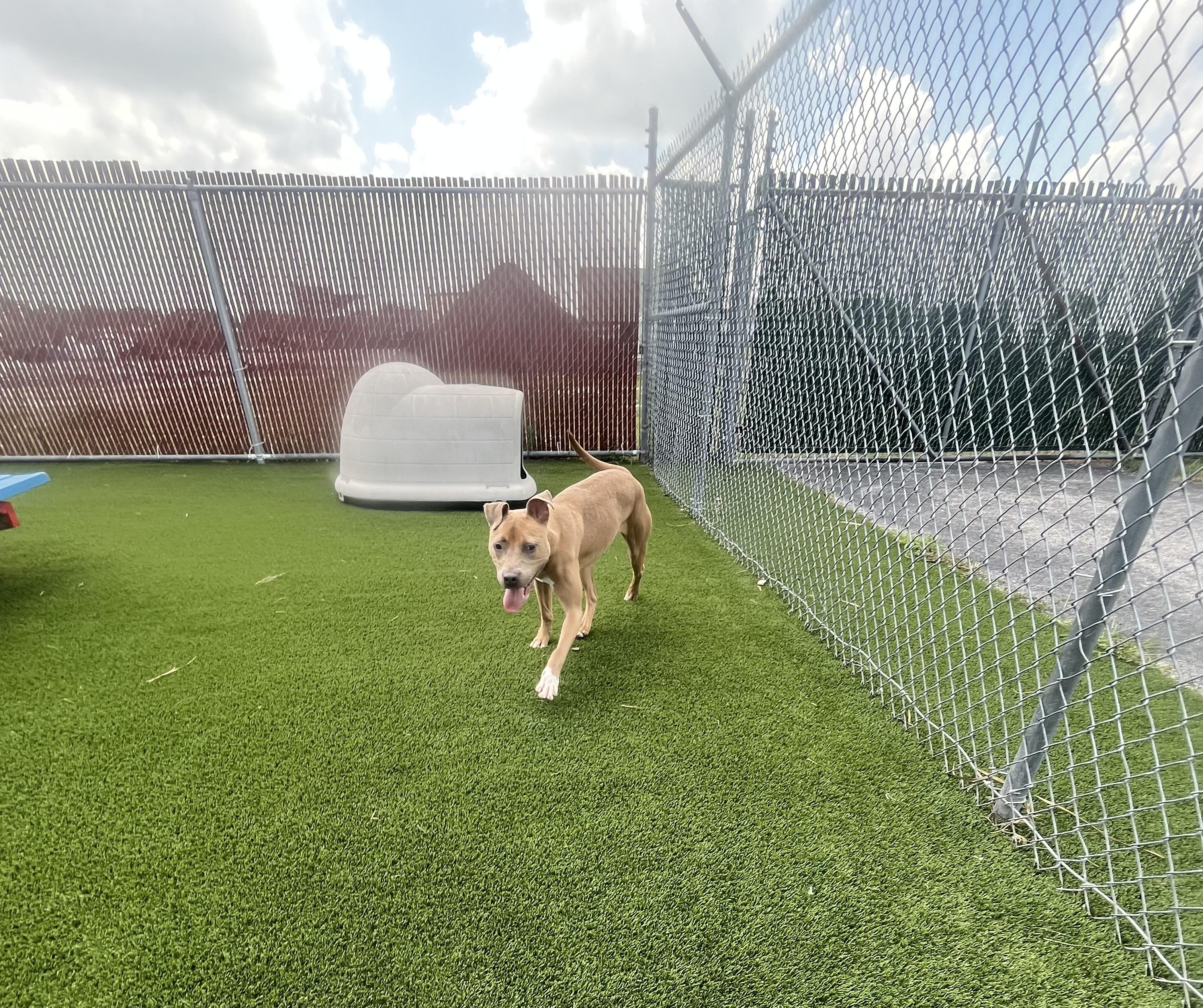 Birdy, Adoptable, Young Male Pit Bull Terrier & Mixed Breed.