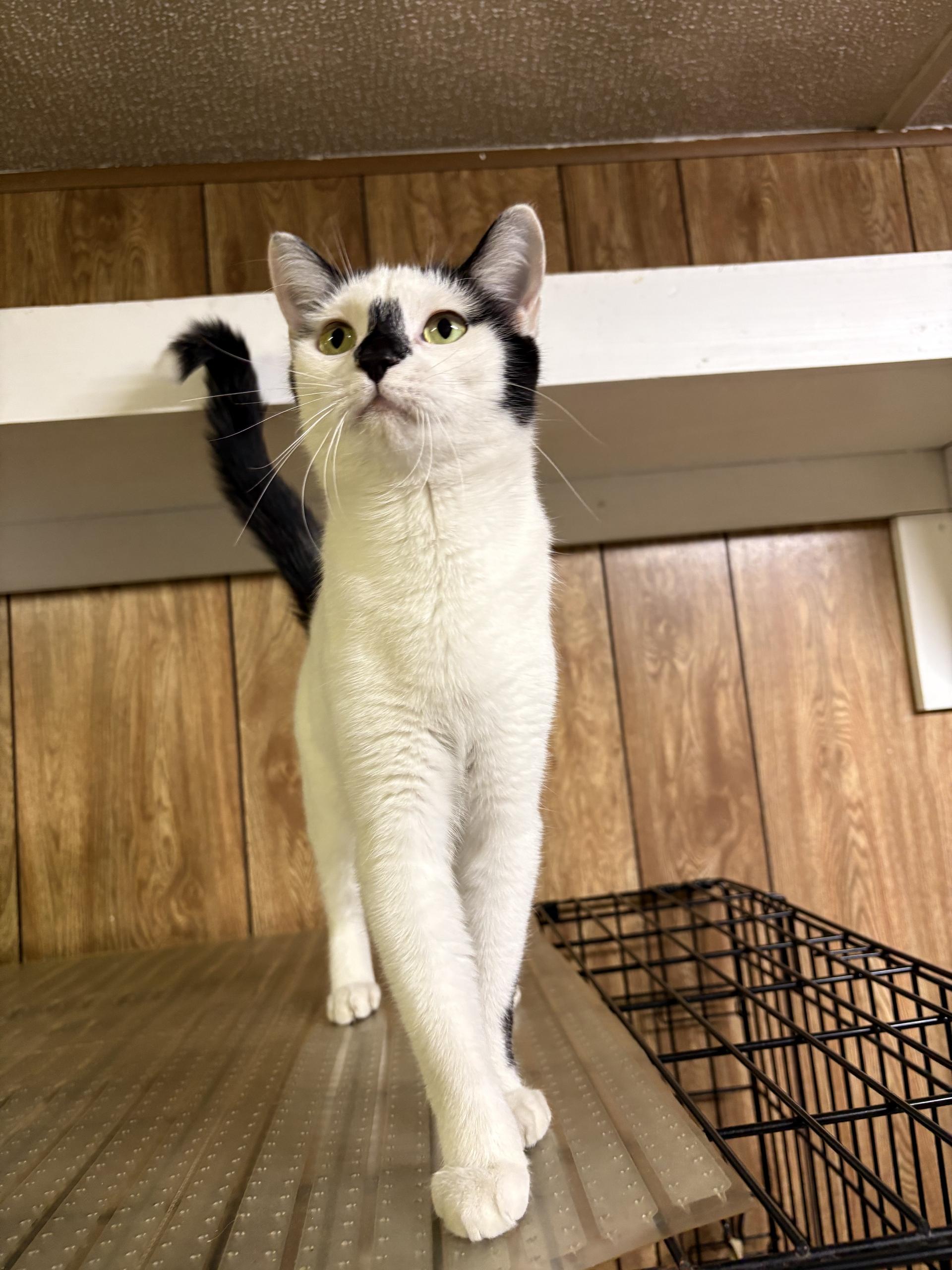 Enlarge Mimi, a Adoptable Domestic Short Hair in Linden, NJ image 5/6