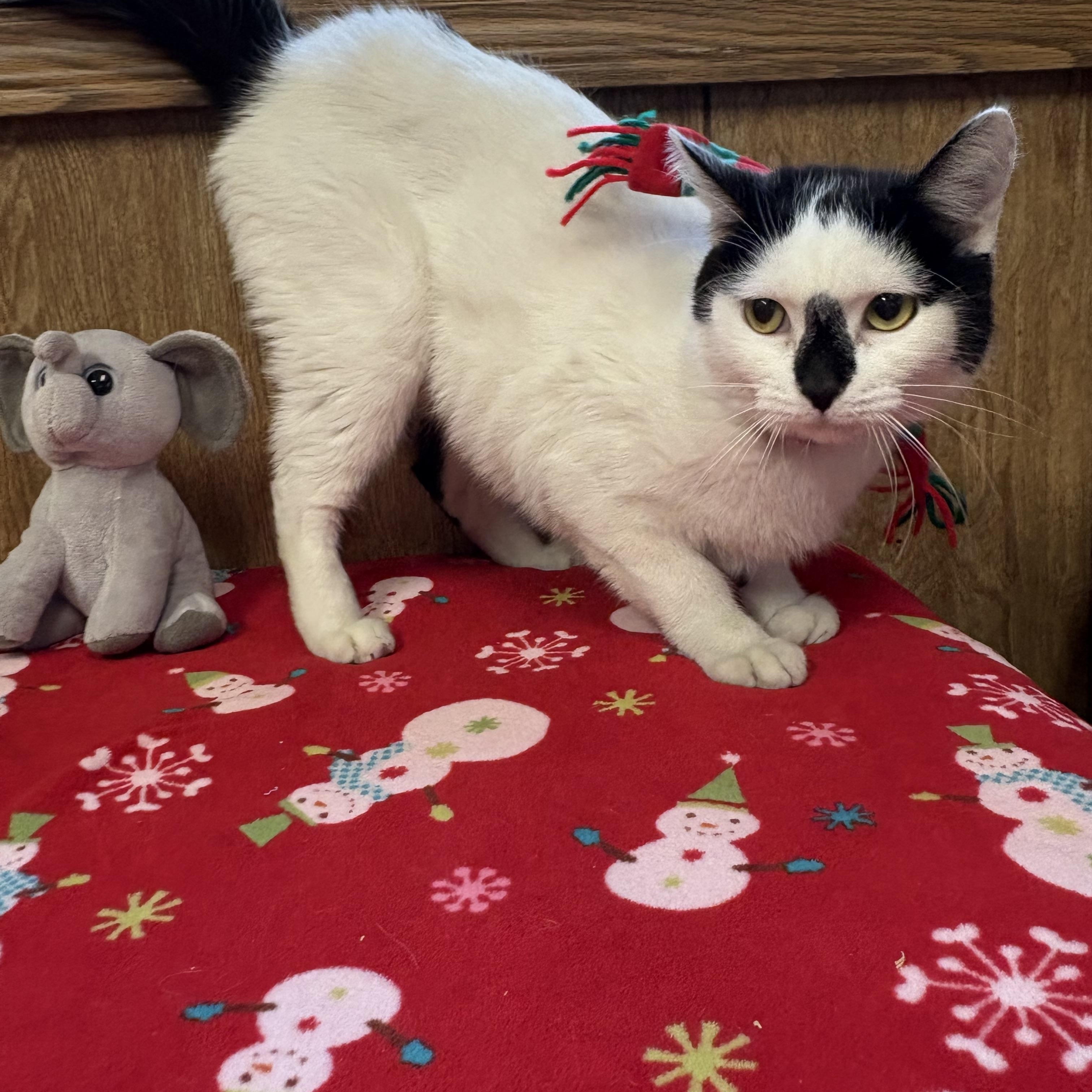 Enlarge Mimi, a Adoptable Domestic Short Hair in Linden, NJ image 2/6