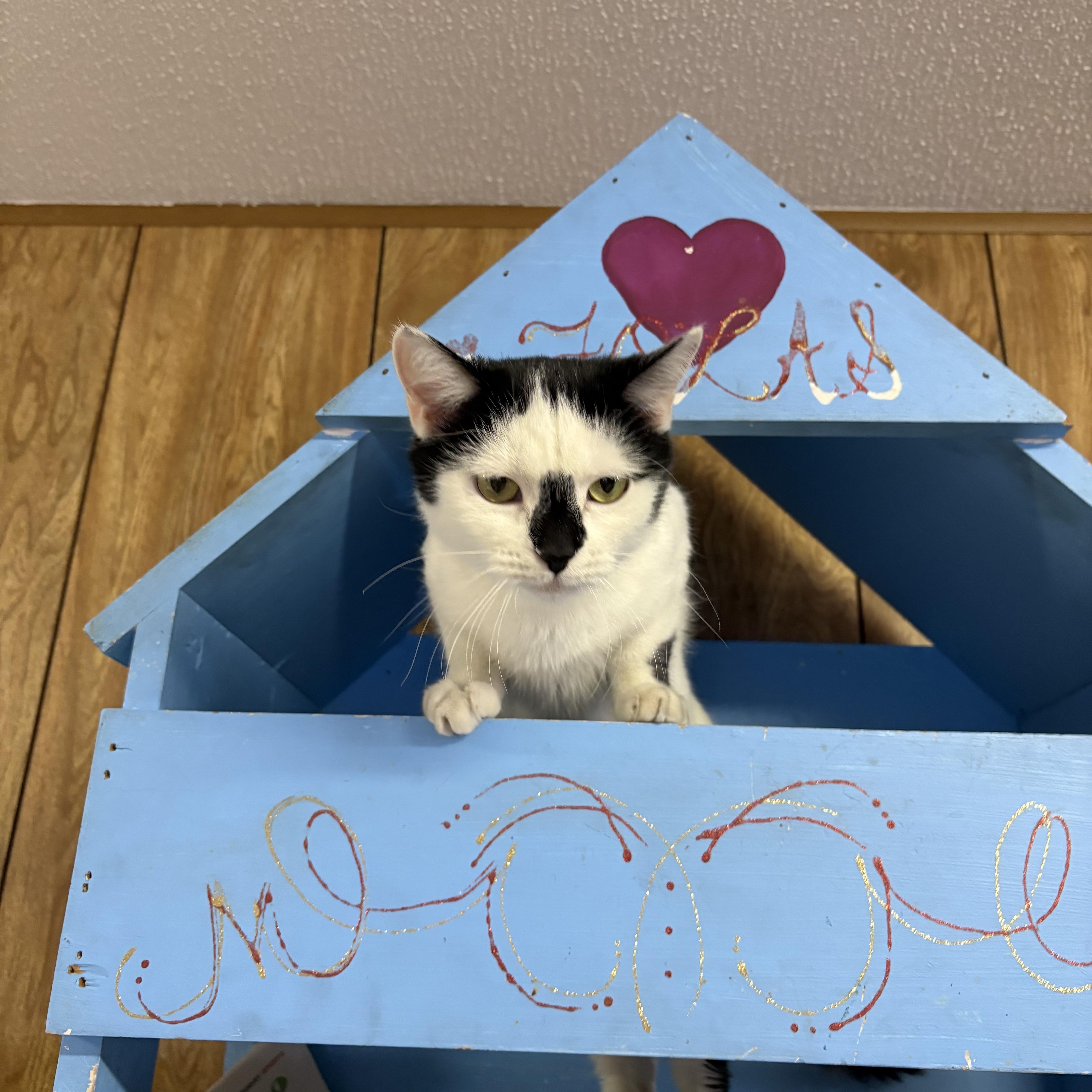 Mimi, Adoptable, Young Female Domestic Short Hair.