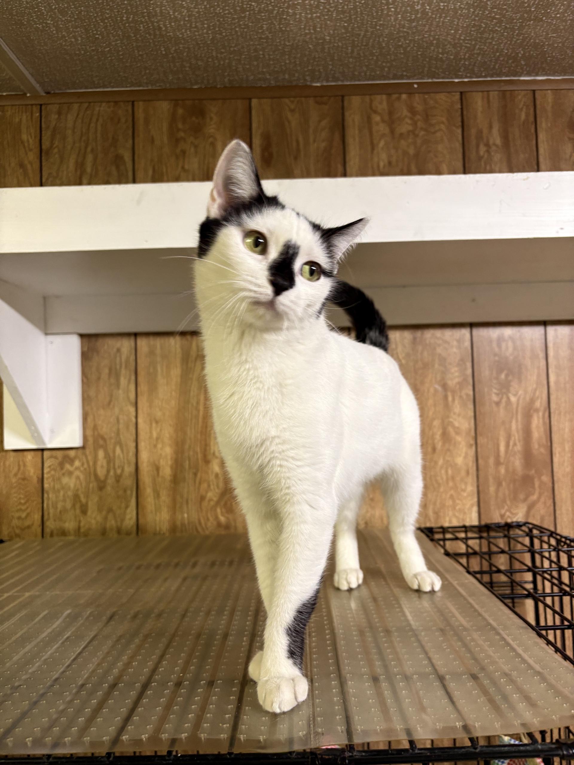 Mimi, Adoptable, Young Female Domestic Short Hair.