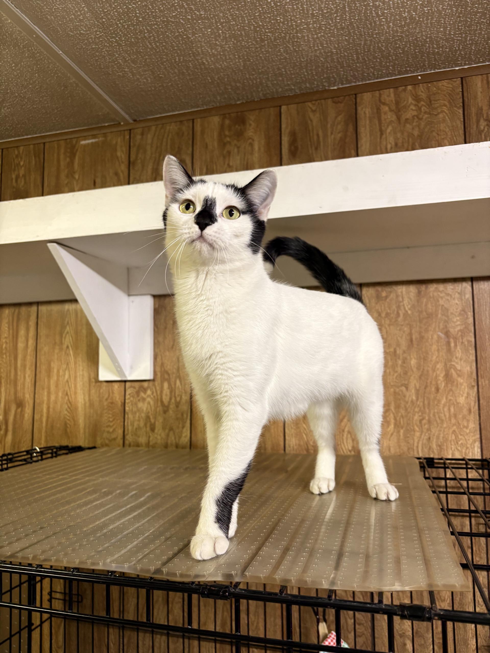 Enlarge Mimi, a Adoptable Domestic Short Hair in Linden, NJ image 6/6