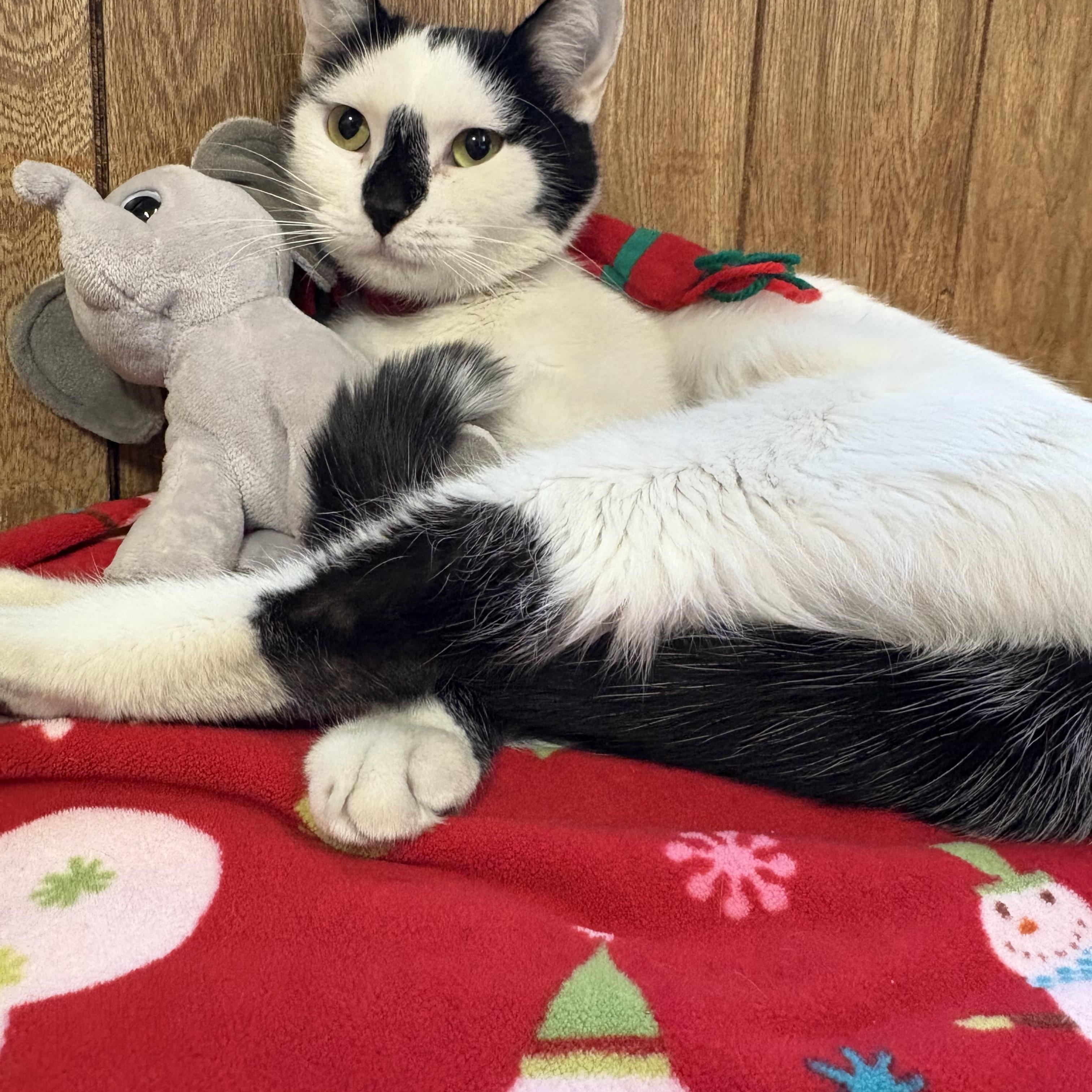 Enlarge Mimi, a Adoptable Domestic Short Hair in Linden, NJ image 1/6