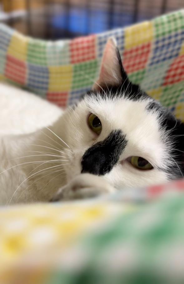 Mimi, Adoptable, Young Female Domestic Short Hair.