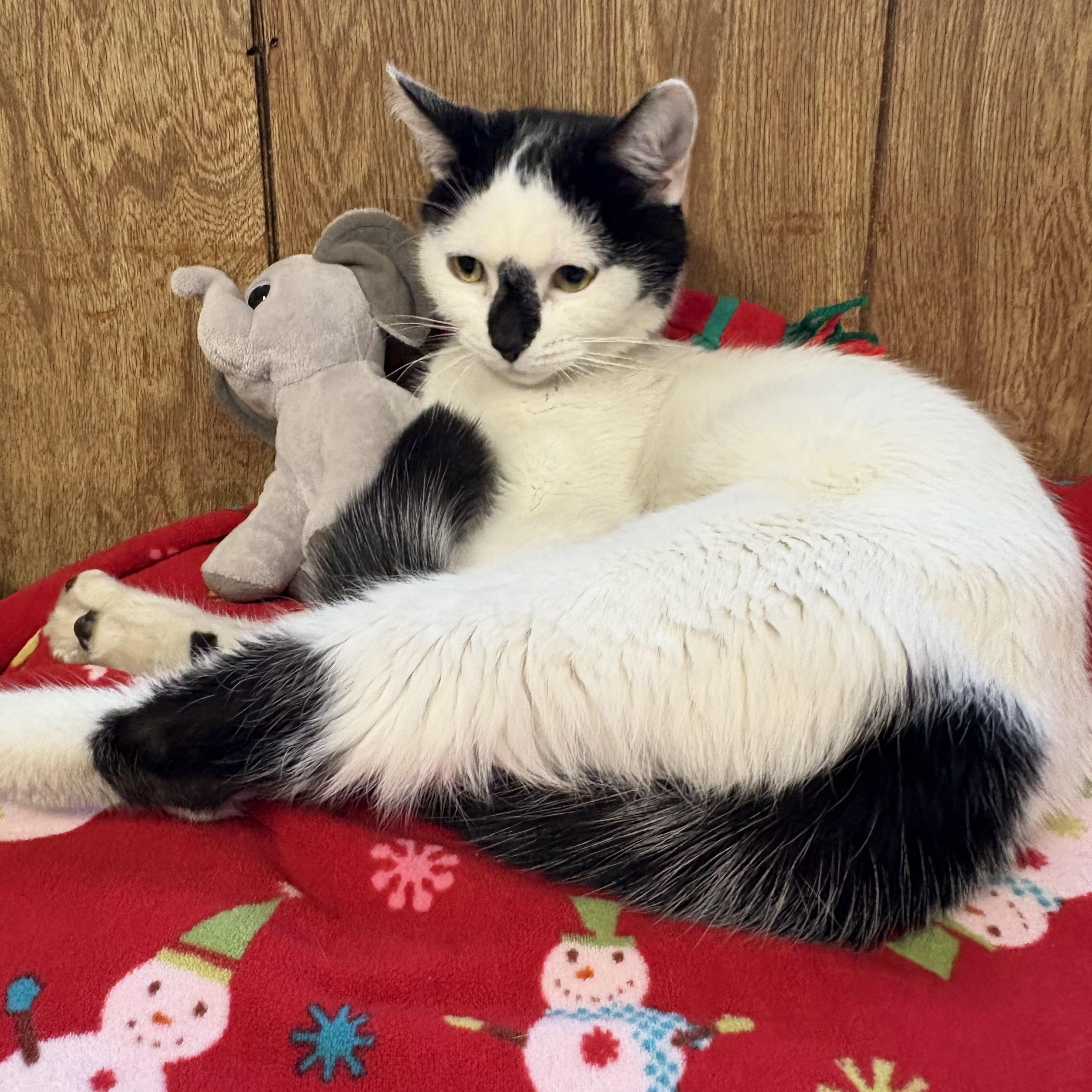 Enlarge Mimi, a Adoptable Domestic Short Hair in Linden, NJ image 3/6