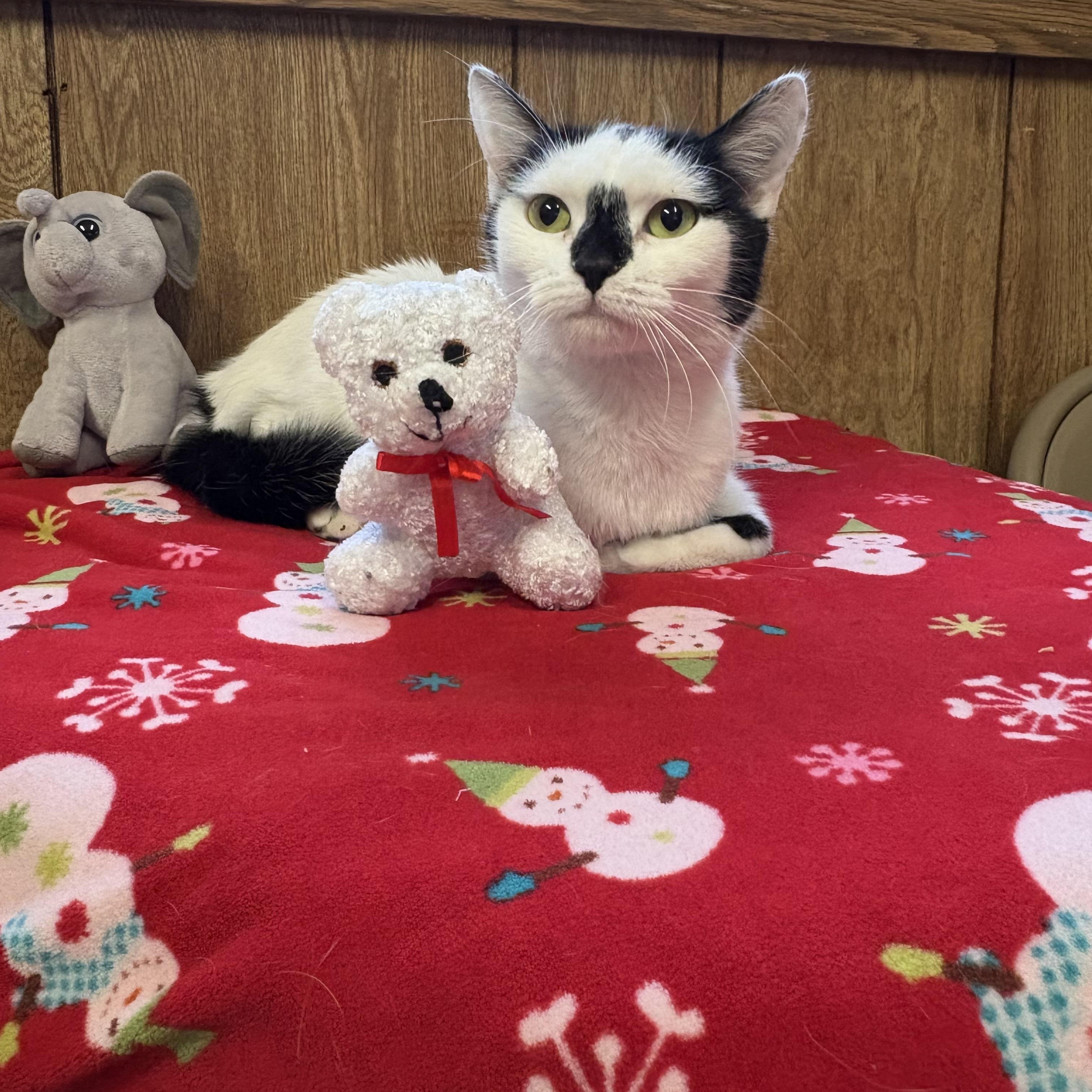 Enlarge Mimi, a Adoptable Domestic Short Hair in Linden, NJ image 4/6