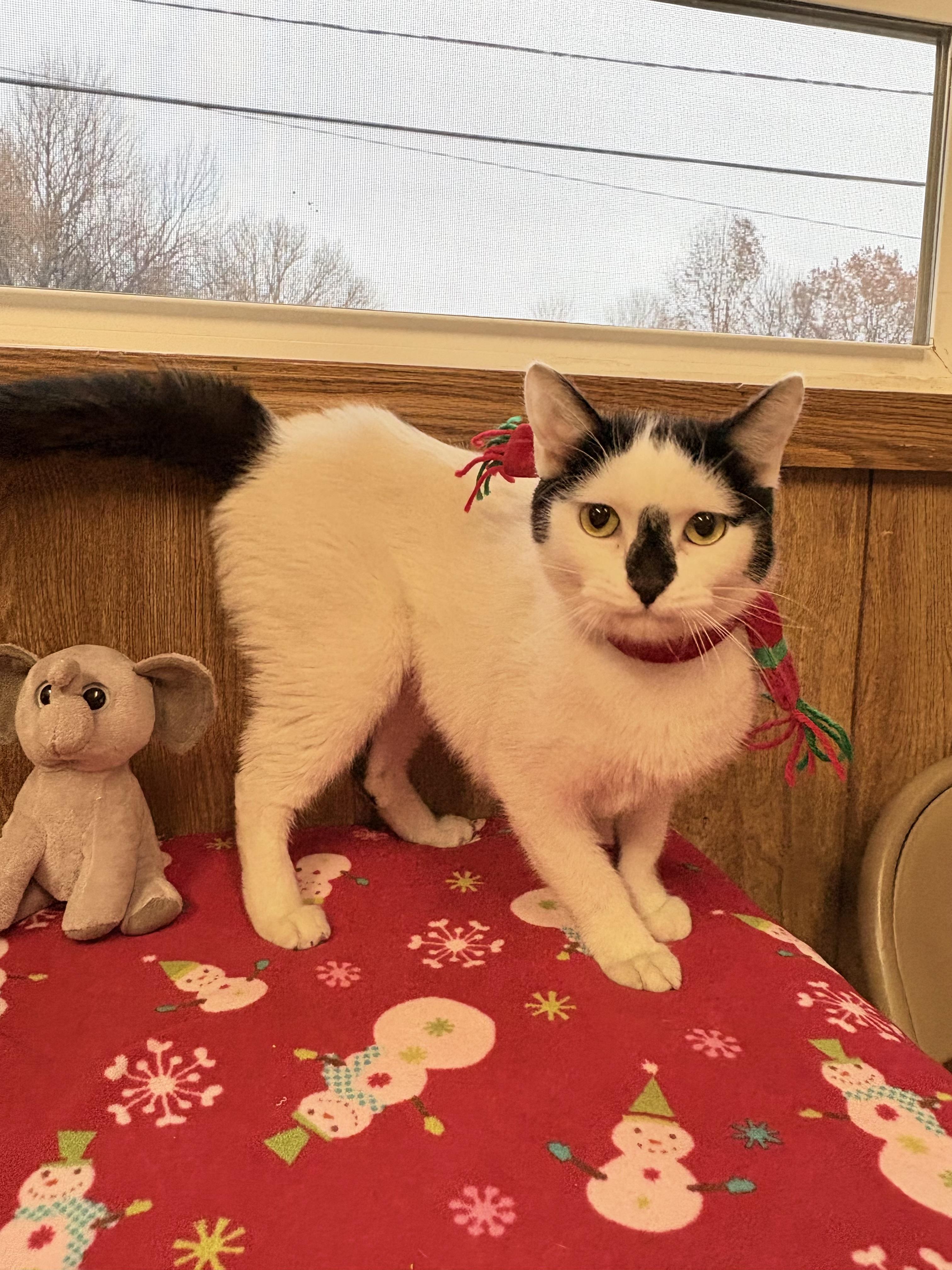 Enlarge Mimi, a Adoptable Domestic Short Hair in Linden, NJ image 5/6