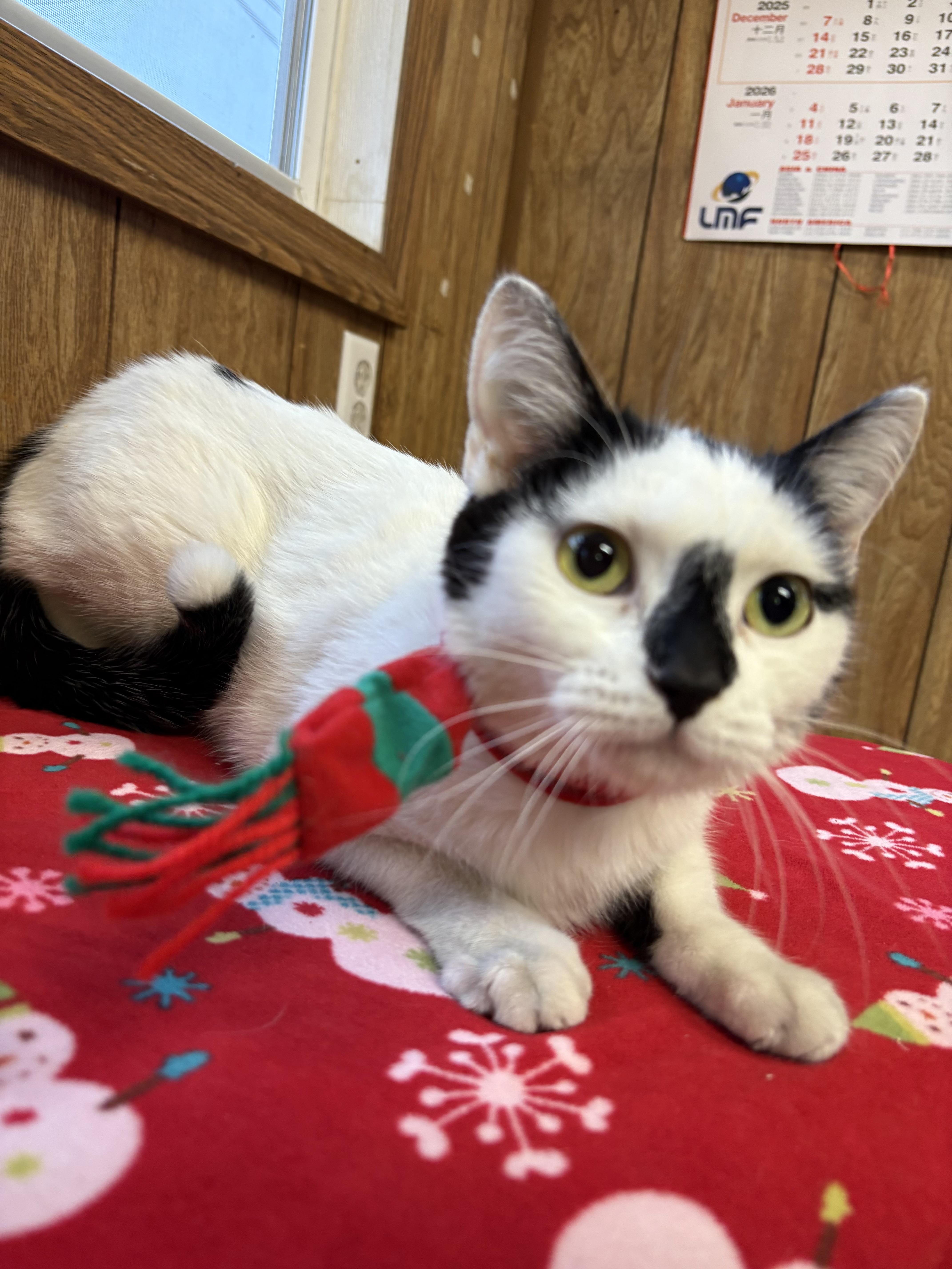 Enlarge Mimi, a Adoptable Domestic Short Hair in Linden, NJ image 6/6