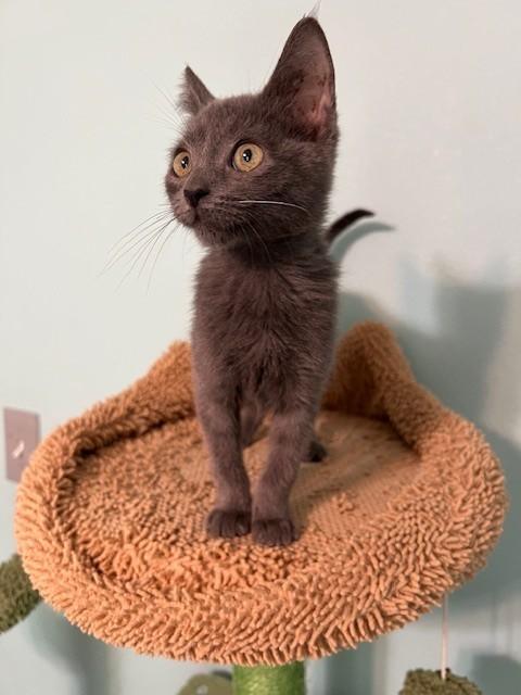 Ames (Gains - Siamese is bonded to Ames), ADOPTABLE, Kitten Male Russian Blue & Domestic Short Hair.