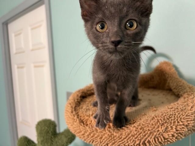 Enlarge Ames (Gains - Siamese is bonded to Ames), a ADOPTABLE mixed breed in Albany, NY image 3/6