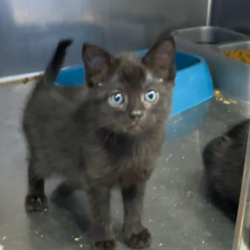 Enlarge Pronoun, a Adoptable Domestic Medium Hair in Coos Bay, OR image 1/1