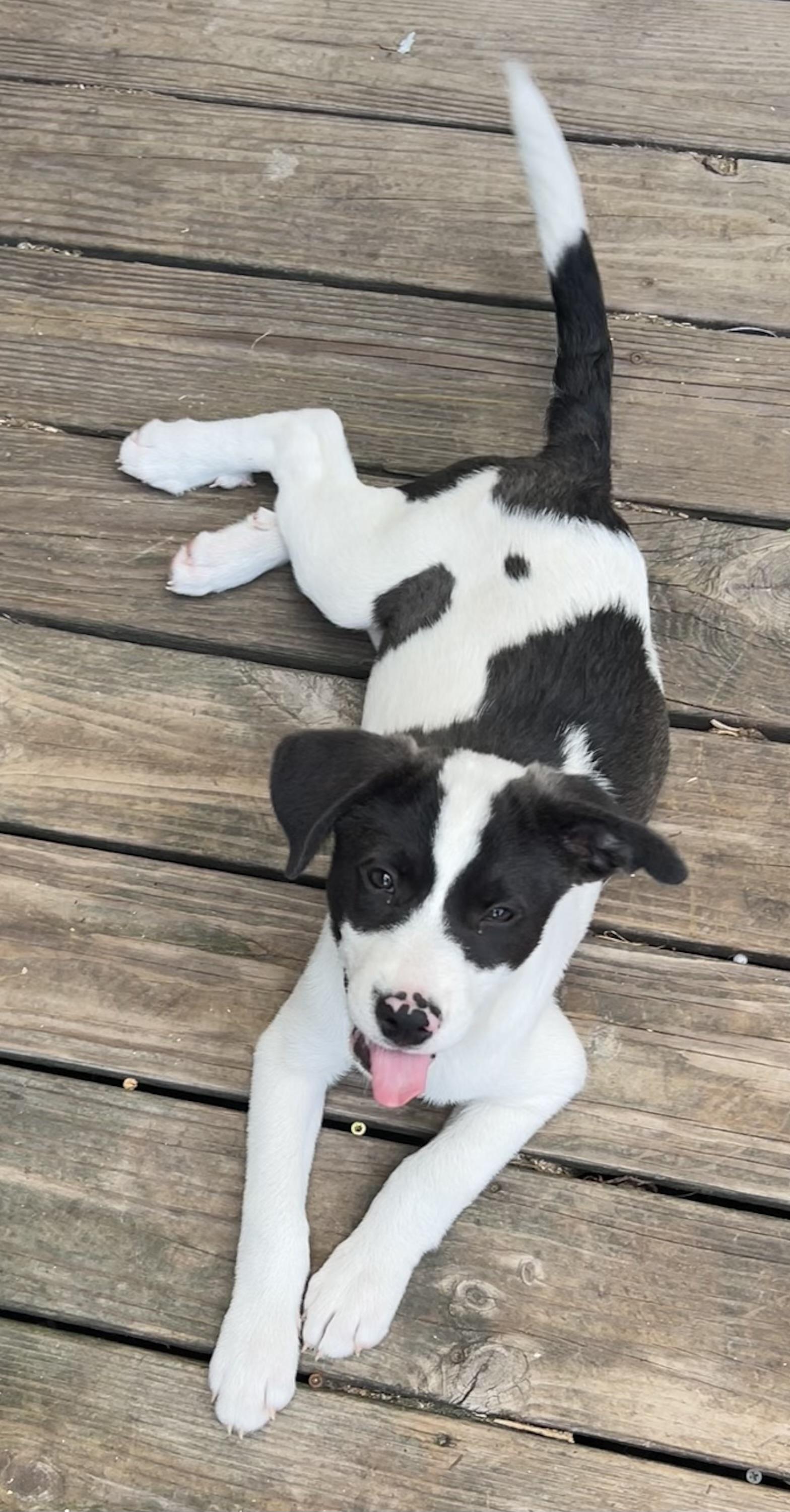 Enlarge Cotton, an adopted mixed breed in Chickamauga, GA image 3/6