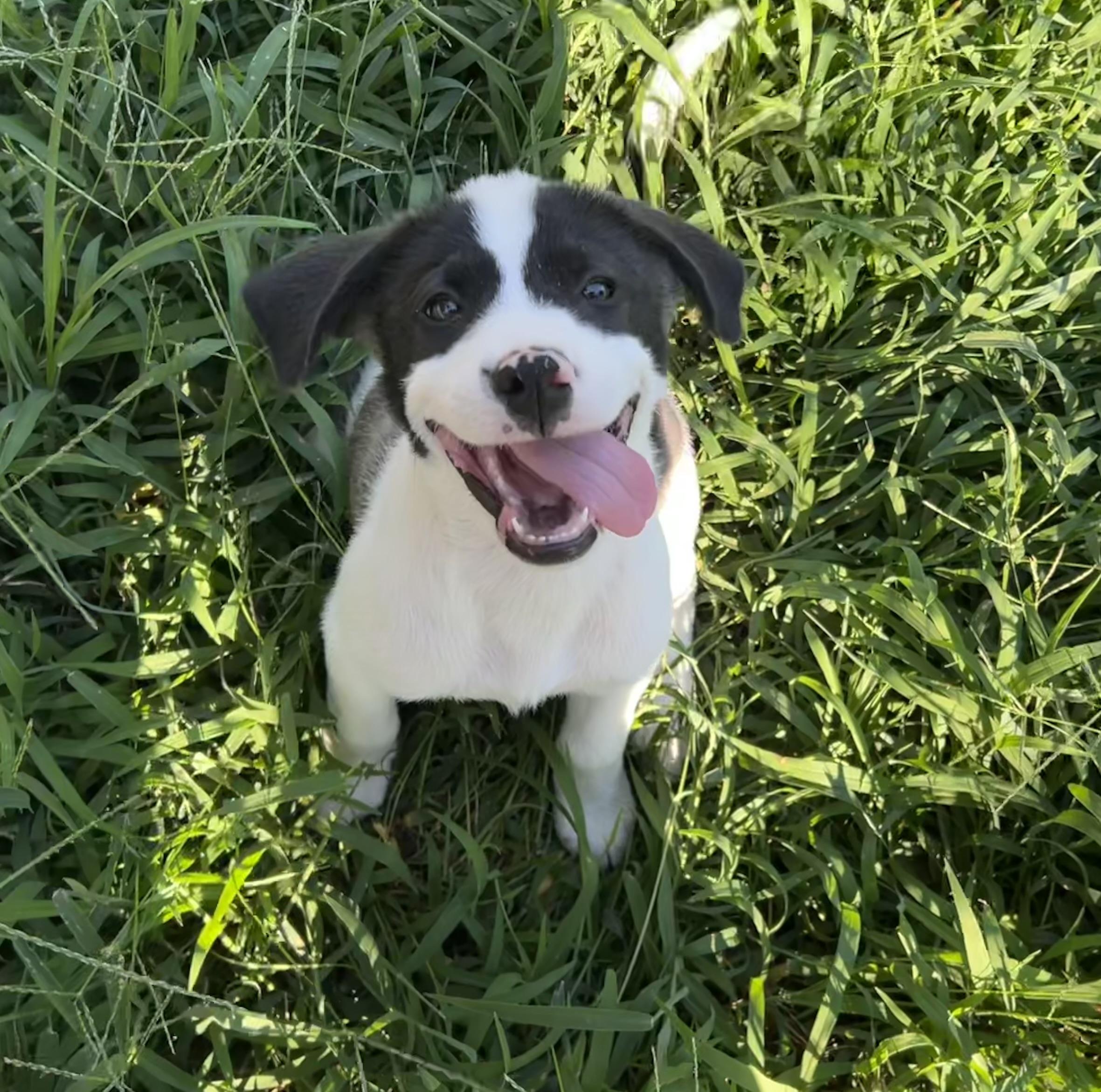 Enlarge Cotton, an adopted mixed breed in Chickamauga, GA image 4/6