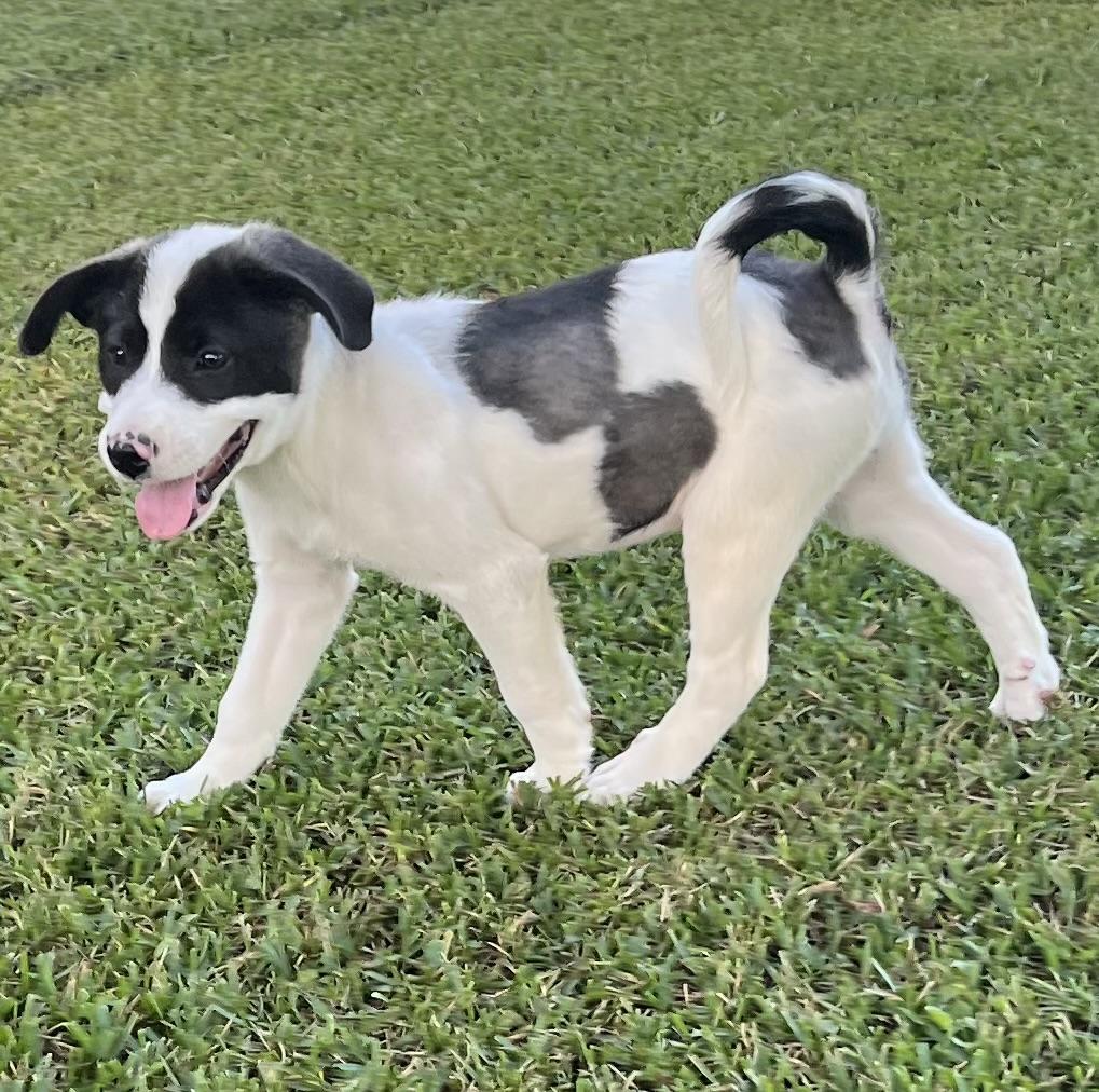 Cotton, adopted, Puppy Female Pit Bull Terrier.