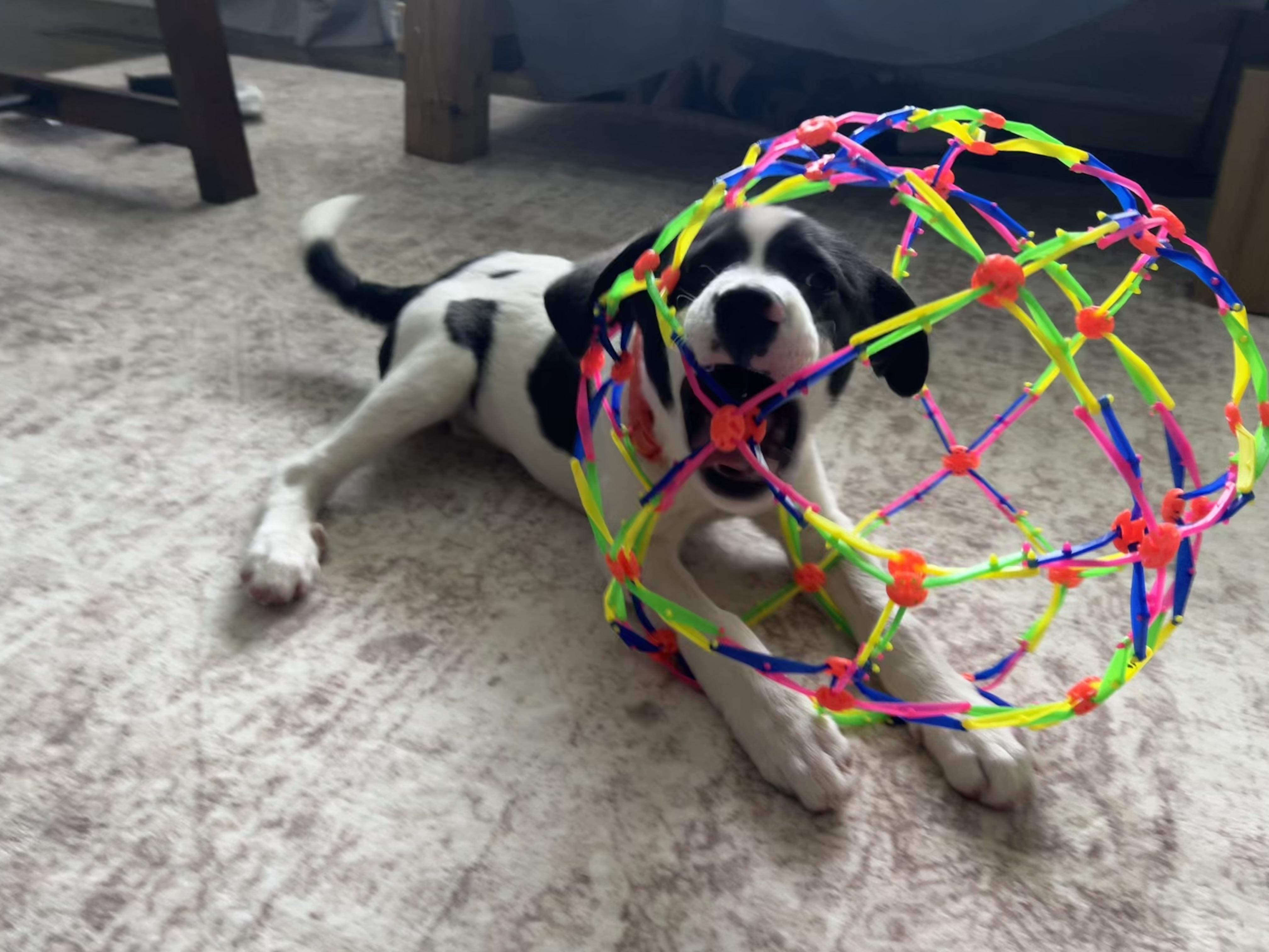 Enlarge Cotton, an adopted mixed breed in Chickamauga, GA image 5/6