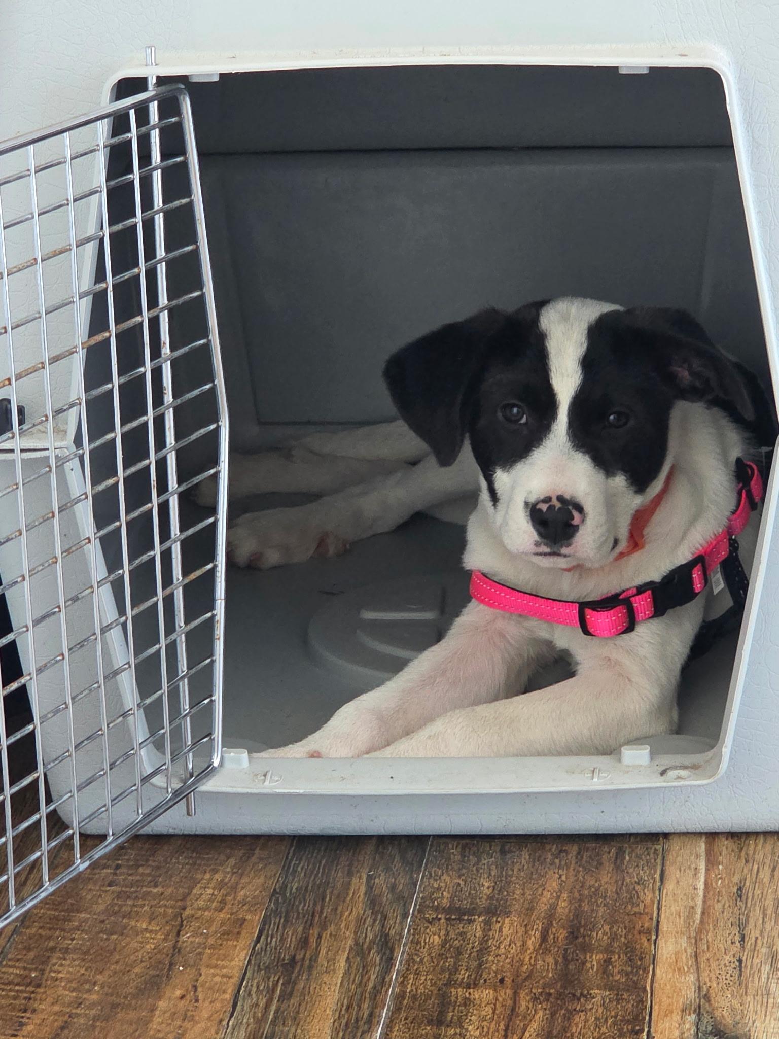 Enlarge Cotton, an adopted mixed breed in Chickamauga, GA image 6/6