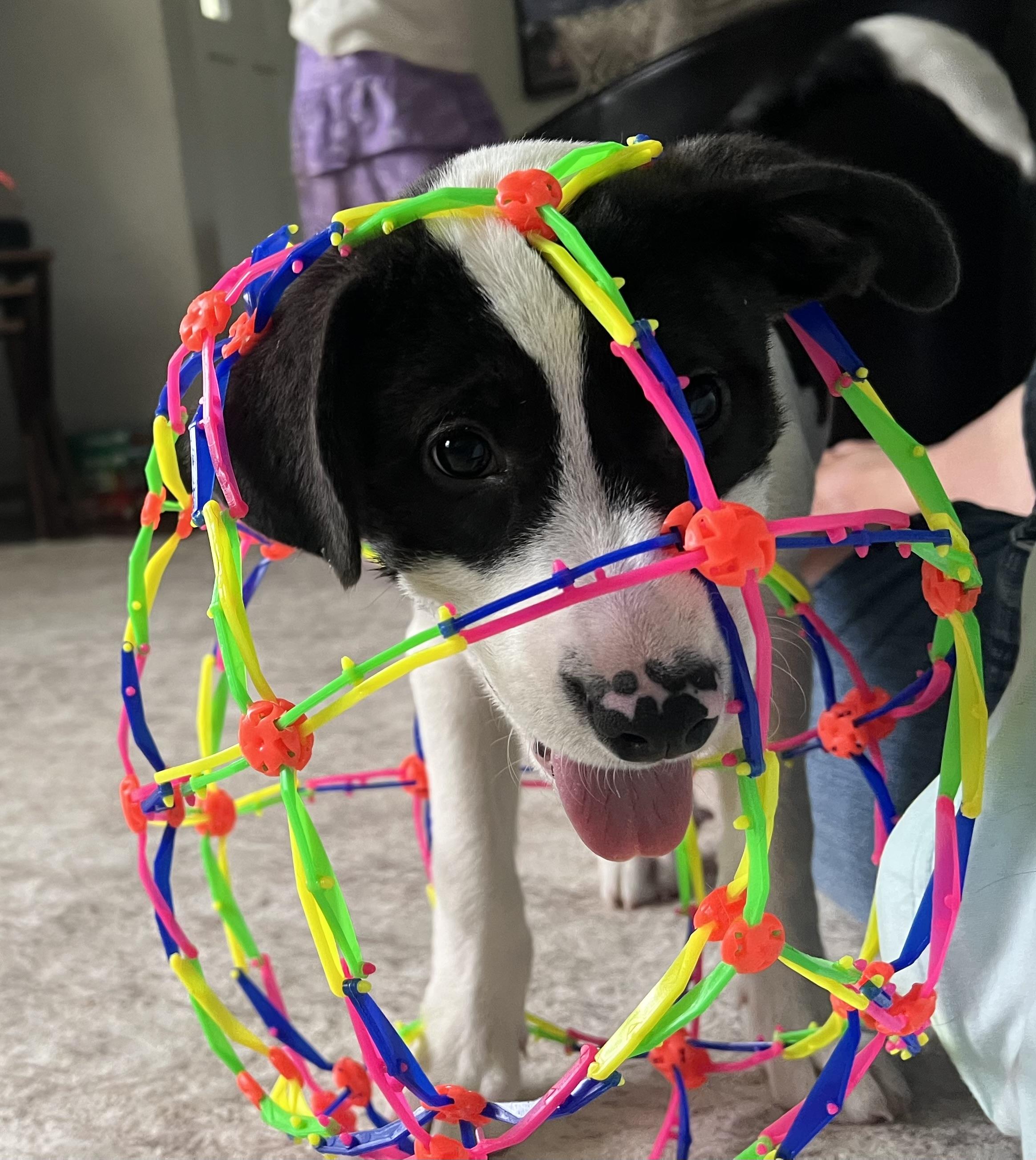 Enlarge Cotton, an adopted mixed breed in Chickamauga, GA image 2/6