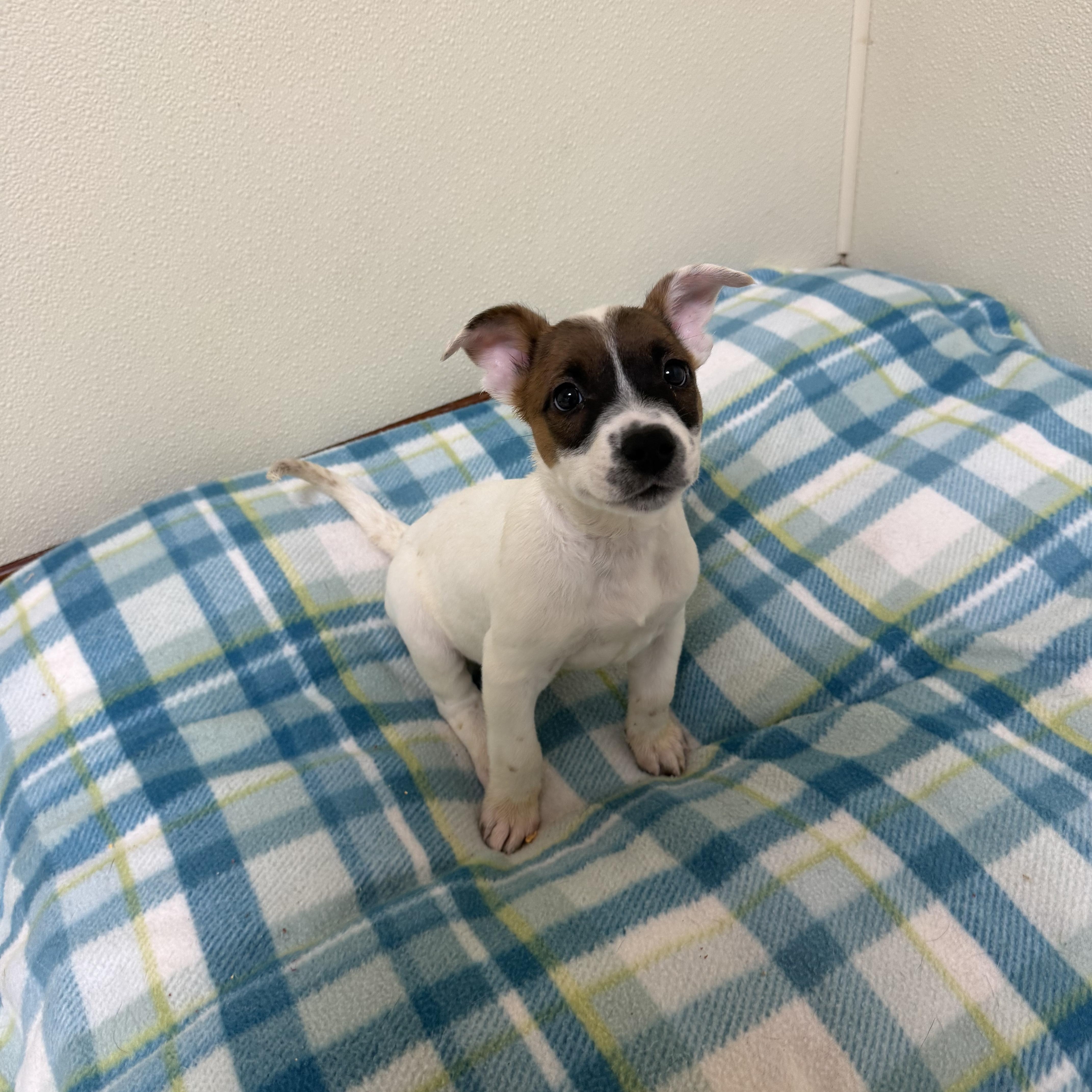 Claire, a ADOPTABLE mixed breed in Douglas, MA image 3/5