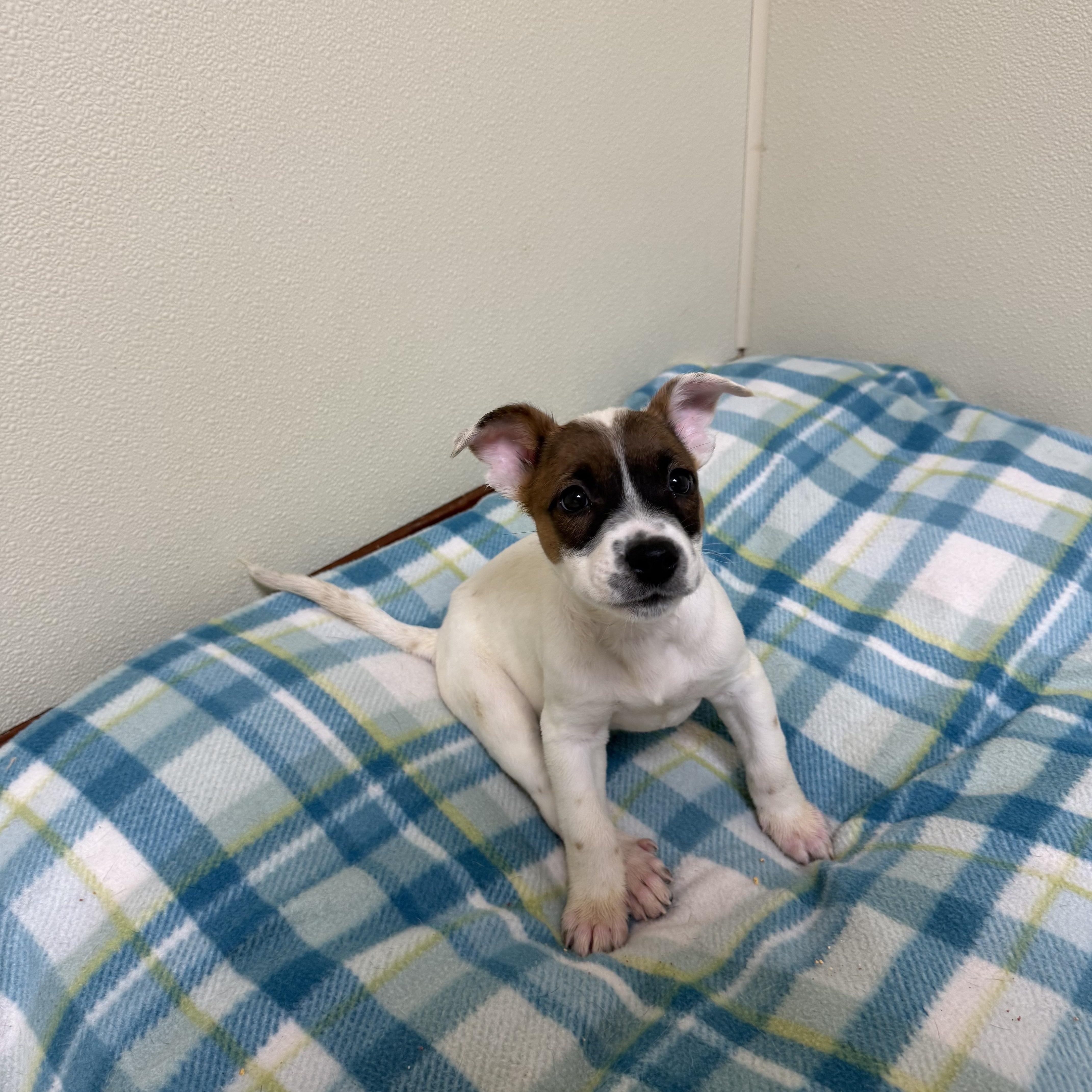 Claire, a ADOPTABLE mixed breed in Douglas, MA image 4/5