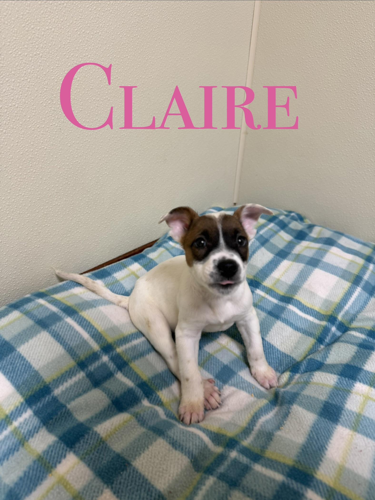 Claire, a ADOPTABLE mixed breed in Douglas, MA image 5/5
