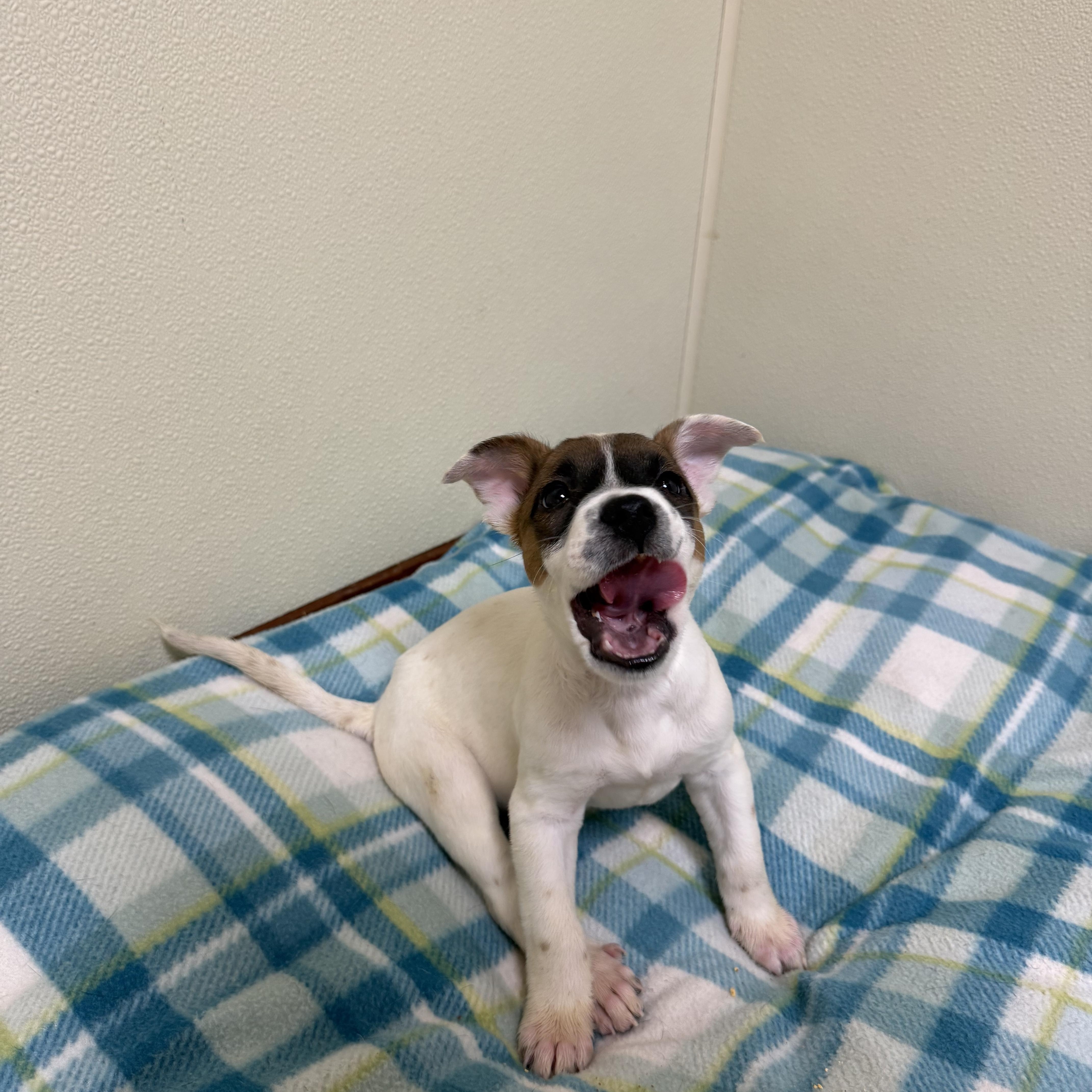 Claire, a ADOPTABLE mixed breed in Douglas, MA image 2/5