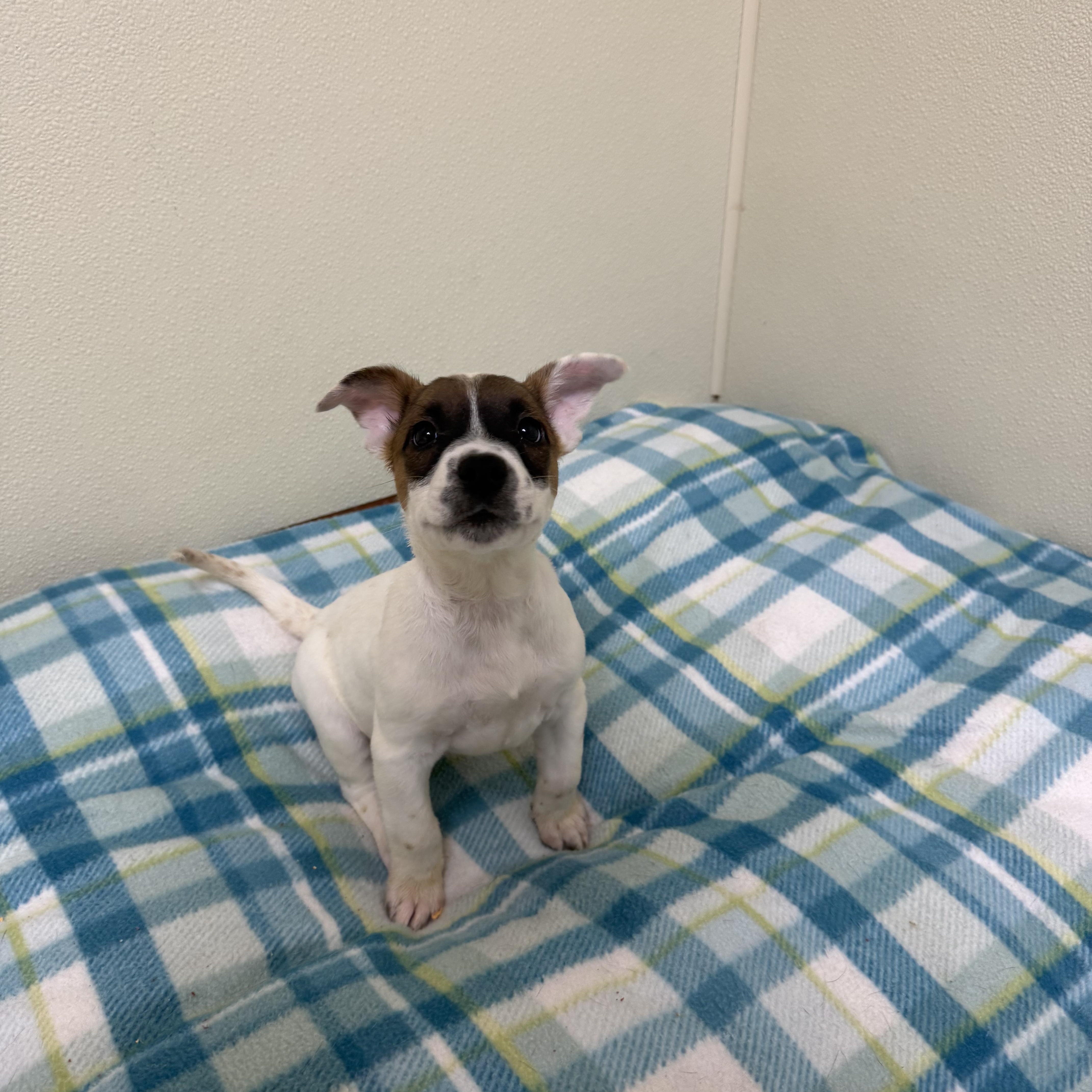 Claire, ADOPTABLE, Puppy Female Mixed Breed.
