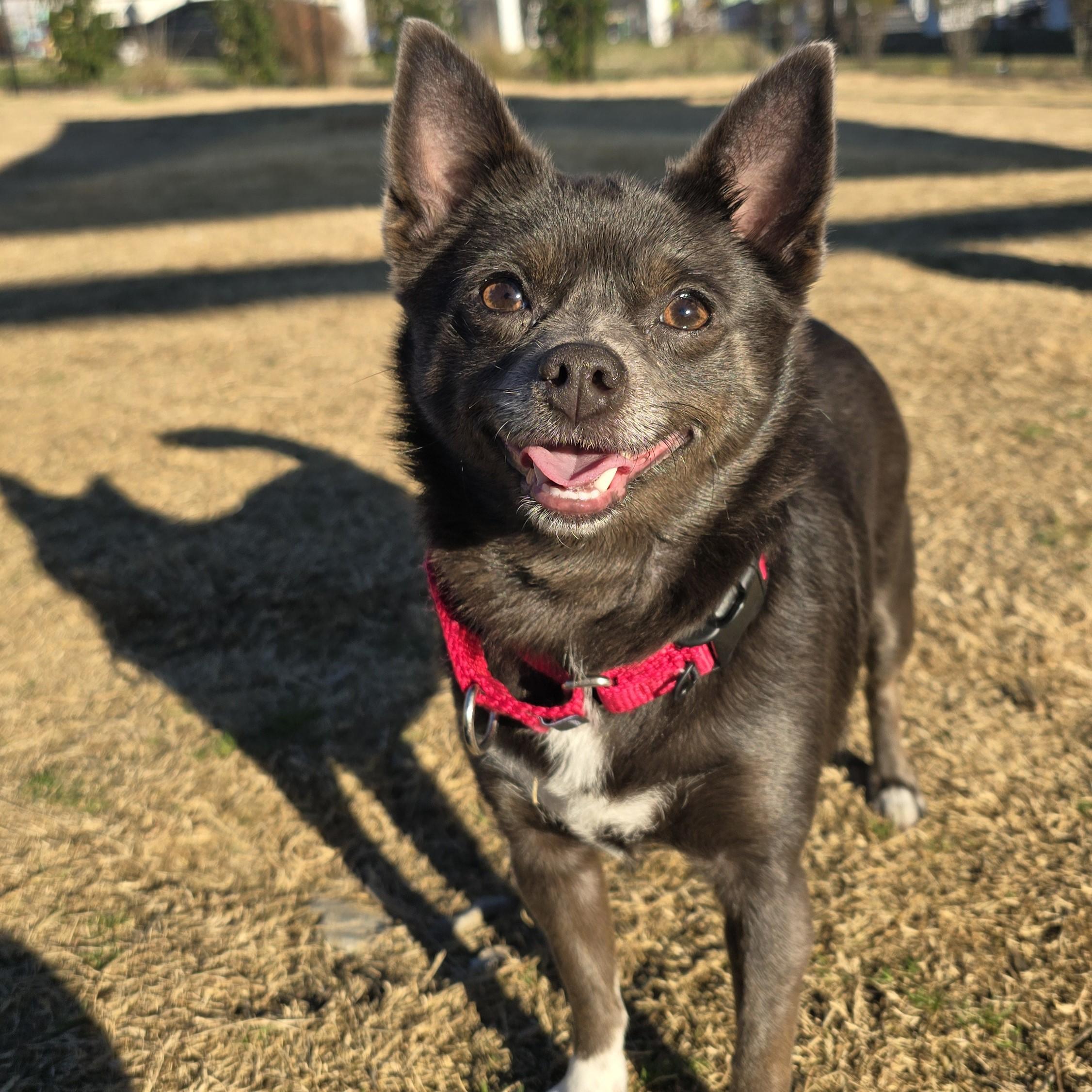 Pebbles, ADOPTABLE, Adult Female Schipperke & Chihuahua.
