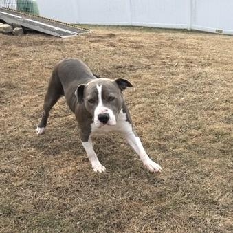 Enlarge Cheyenne, a Adoptable Pit Bull Terrier in Kansas City, MO image 1/6