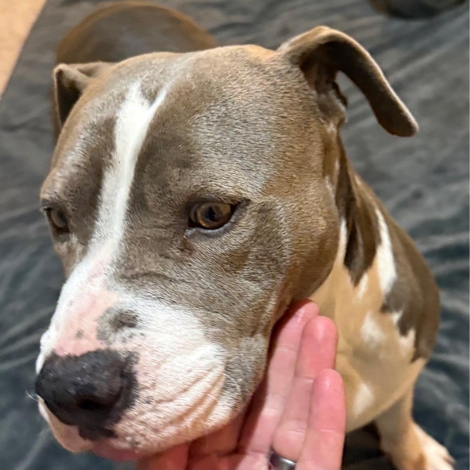 Enlarge Cheyenne, a Adoptable Pit Bull Terrier in Kansas City, MO image 2/6