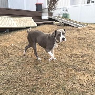 Enlarge Cheyenne, a Adoptable Pit Bull Terrier in Kansas City, MO image 3/6