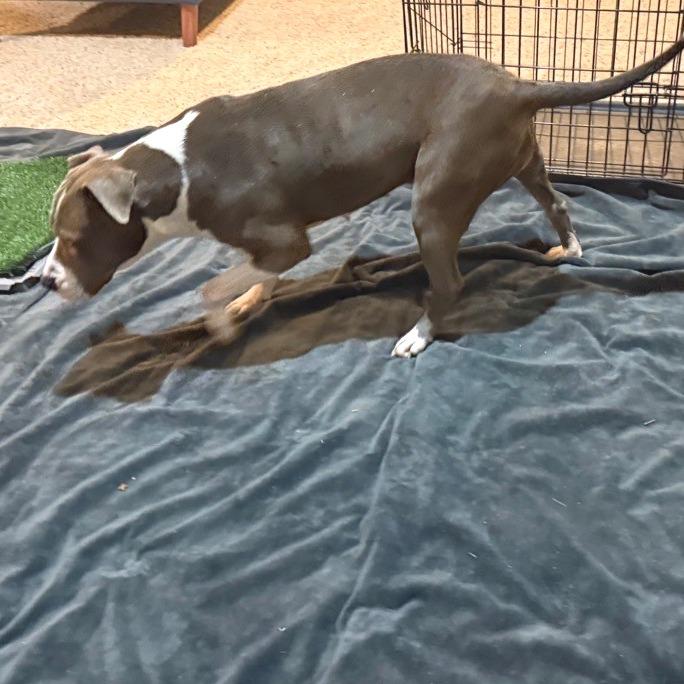 Enlarge Cheyenne, a Adoptable Pit Bull Terrier in Kansas City, MO image 4/6