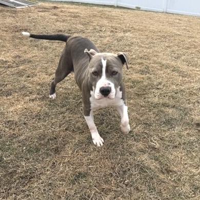 Enlarge Cheyenne, a Adoptable Pit Bull Terrier in Kansas City, MO image 5/6