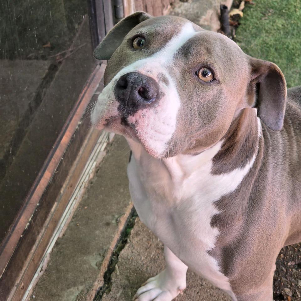 Enlarge Cheyenne, a Adoptable Pit Bull Terrier in Kansas City, MO image 5/6