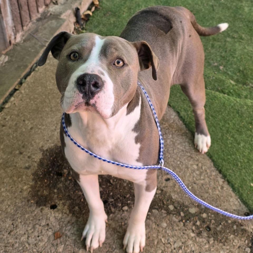 Cheyenne, a Adoptable Pit Bull Terrier in Kansas City, MO image 5/5