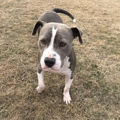 Enlarge Cheyenne, a Adoptable Pit Bull Terrier in Kansas City, MO image 6/6