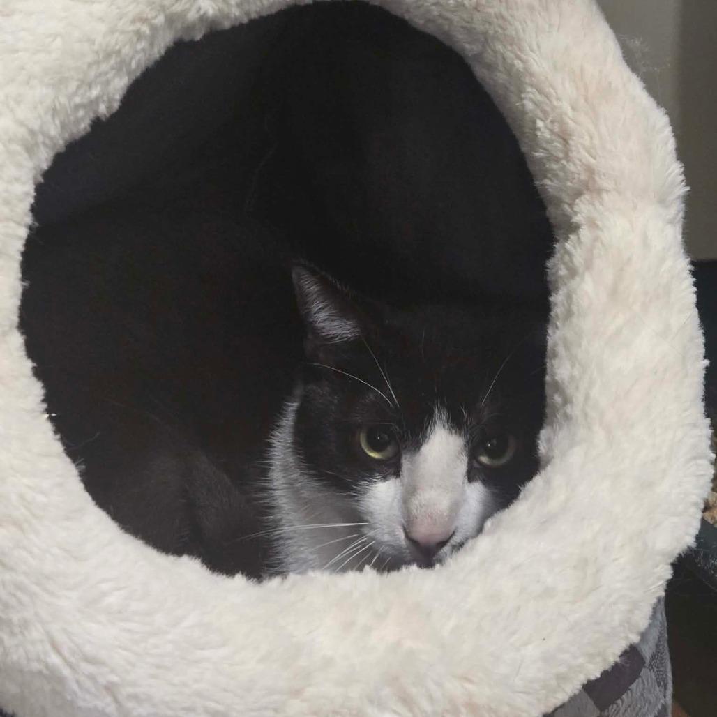 Enlarge Cow, a Adoptable Domestic Short Hair in Flower Mound, TX image 1/1