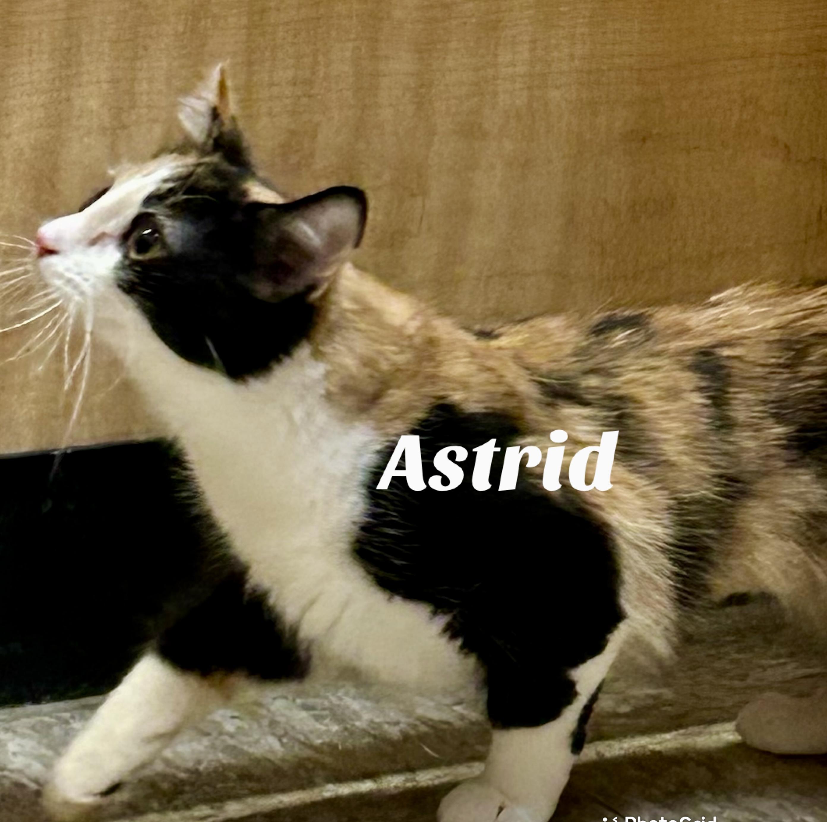 Enlarge Astrid , a ADOPTABLE Domestic Short Hair in Owasso, OK image 2/2