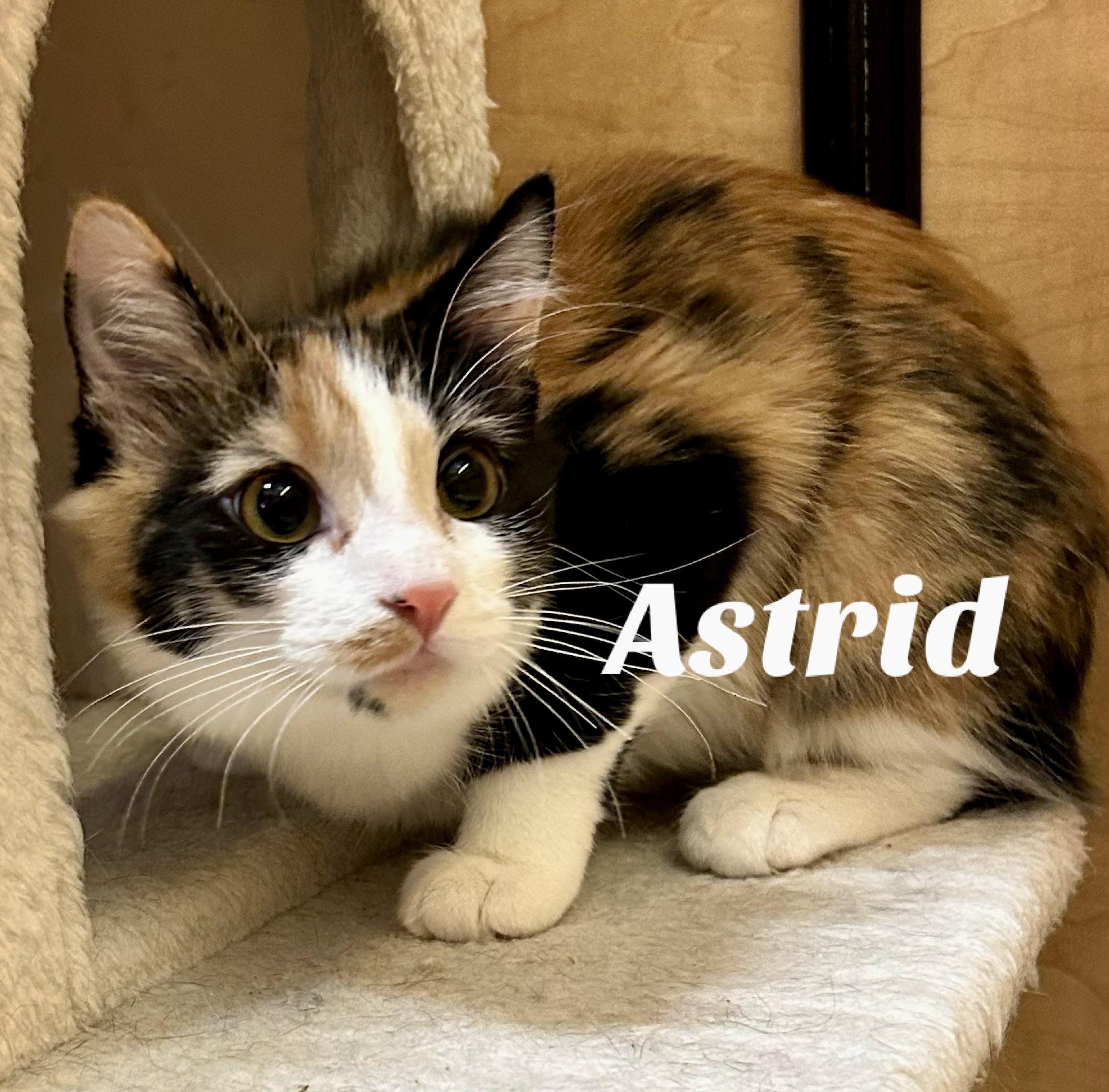Astrid , ADOPTABLE, Kitten Female Domestic Short Hair.