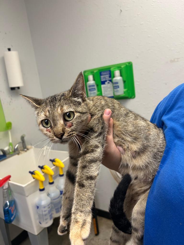 Pepper, Adoptable, Young Female Domestic Short Hair.