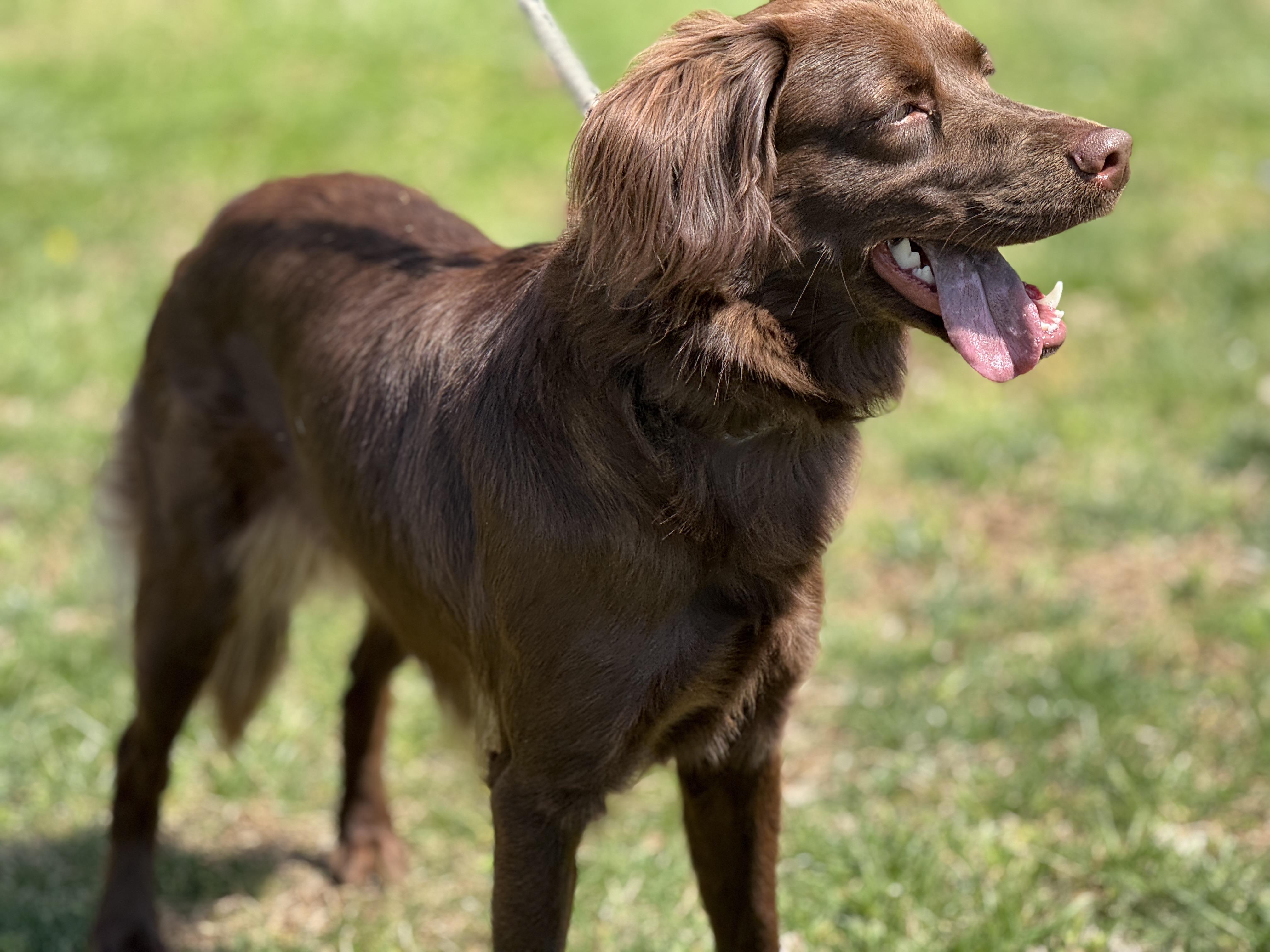 Enlarge Brook, a ADOPTABLE mixed breed in Richmond, VA image 3/6