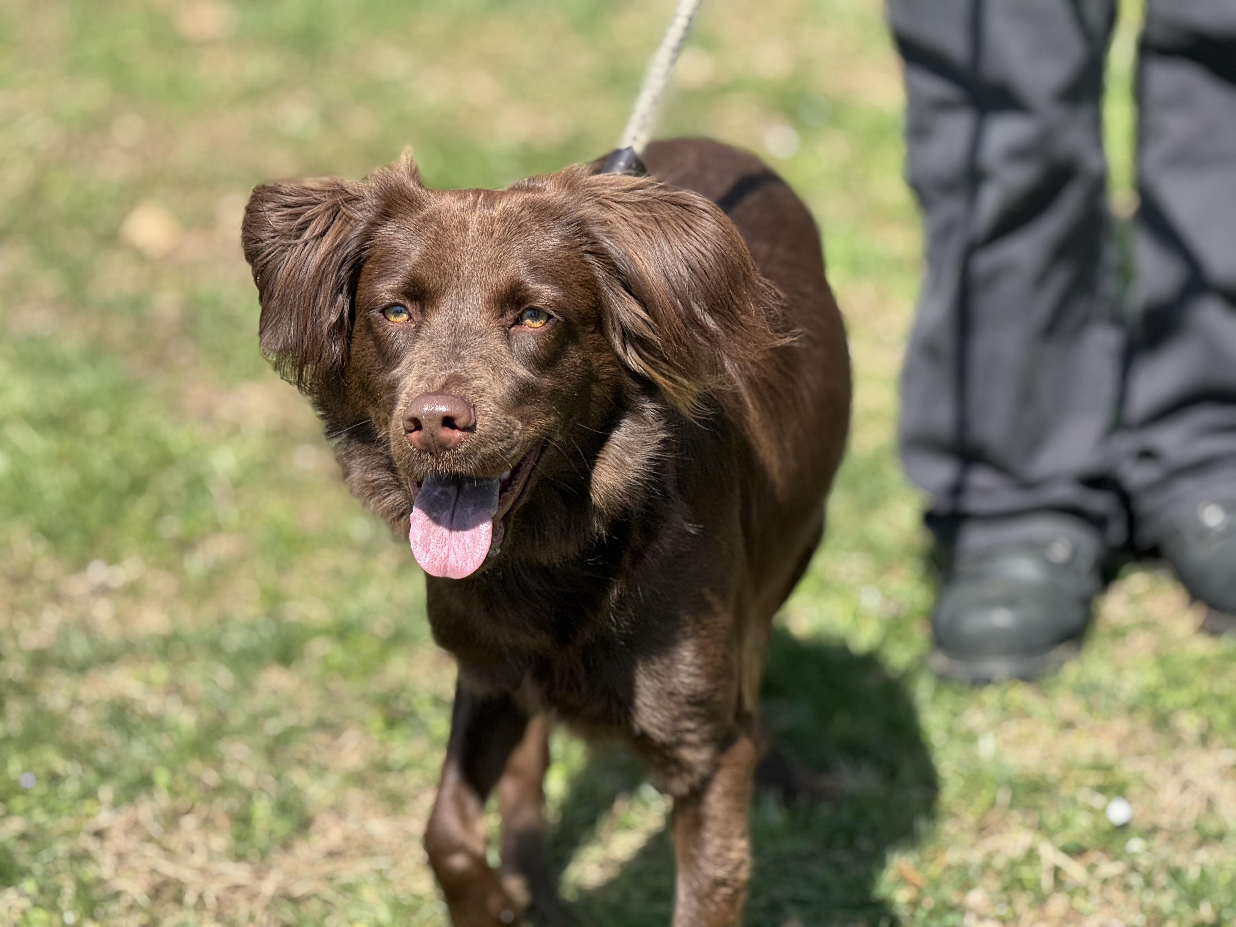 Enlarge Brook, a ADOPTABLE mixed breed in Richmond, VA image 6/6